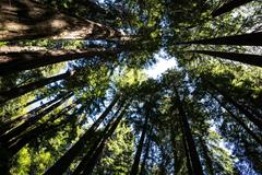 John Muir's Redwood trees