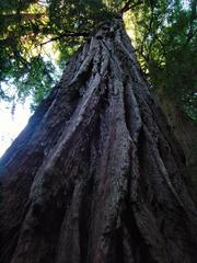 Muir Woods Redwoods in Northern California, 2006