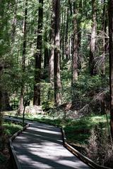 Redwood trees in Cathedral Grove