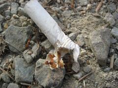 Piece of litter on the Dipsea Trail