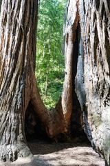 John Muir's Redwood trees