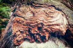 cracked end of a redwood