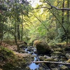 Creek in Muir Woods