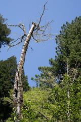 John Muir's Redwood trees in Muir Woods, June 2023