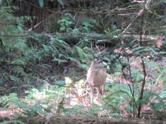 deer in the forest of Muir Woods