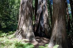 evidence of a forest fire among tall redwood trees in John Muir's forest