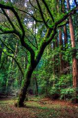 Muir Woods with tall trees, famous for inspiring Star Wars Ewoks forest