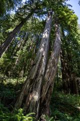 John Muir's Redwood trees