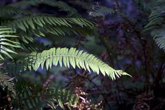 Fern in Muir Woods National Monument