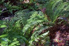 native ferns in Muir Woods National Monument