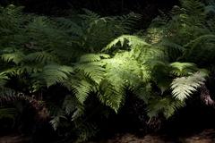 Ferns in Muir Woods National Monument