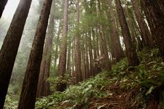 foggy trail through Muir Woods with tall redwood trees