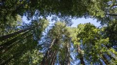 Monumento Nacional Muir Woods