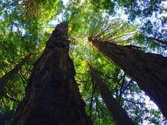 canopy of giant redwood trees in Muir Woods