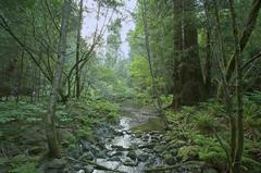 Green creek at Muir Woods