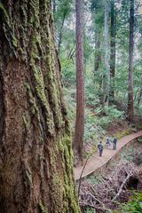 Group hiking on a foggy mountain trail