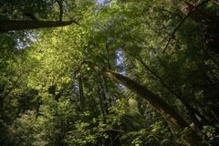 John Muir's Redwood trees in June 2023