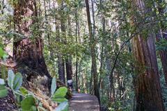 Jogger running on a trail in Muir Woods National Monument