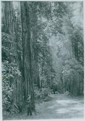 John Muir at Muir Woods, California