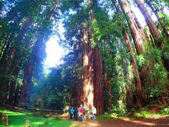 Japanese and American park rangers among giant redwood trees in Muir Woods