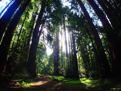 looking up at giant redwood trees in Muir Woods National Monument