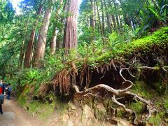 exposed root system of a giant redwood tree