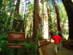 Muir Woods National Monument with tall redwoods and a serene pathway