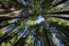 John Muir's Redwood trees