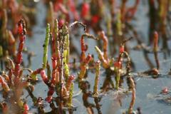 Beaded glasswort Sarcocornia quinqueflora at Sydney Olympic Park