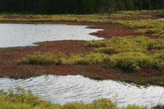 Beaded glasswort (Sarcocornia quinqueflora) at Sydney Olympic Park