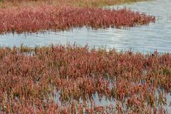 Close-up of Beaded Glasswort at Sydney Olympic Park