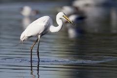 Great egret with a fish in Sydney Olympic Park