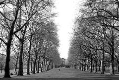 Black and white image of Green Park in London