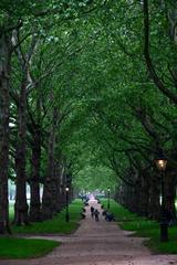 Avenue in Green Park at dusk