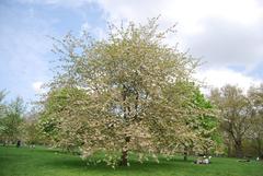 Blossom in Green Park