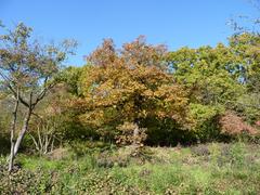 National natural reserve Hádecká Planinka in South Moravian Region, Czech Republic