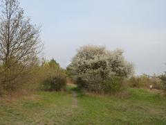 Kamenny vrch nature reserve in Brno