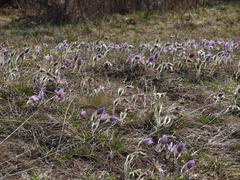 Pulsatilla grandis in nature reserve Kamenný vrch in Brno