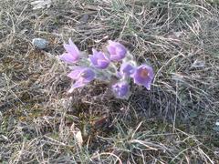 Koniklec flower in Brno