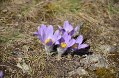 Detail of Pulsatilla grandis in Kamenný vrch nature reserve, Brno-Nový Lískovec