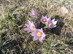 Nature reserve Kamenný vrch nad Myslivnou with Pulsatilla grandis in Brno, Czech Republic