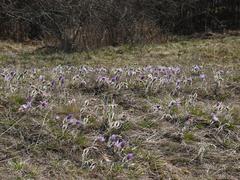 Pulsatilla grandis in Kamenný vrch nature reserve