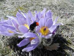 Pulsatilla grandis with bumblebee