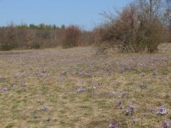 Pulsatilla grandis in Kamenný vrch Nature Reserve