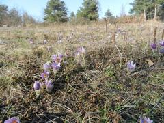 Nature reserve Kamenný vrch nad Myslivnou in Brno with Pulsatilla grandis