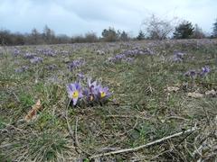 Pulsatilla grandis in Kamenný vrch nature reserve