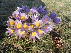 nature reserve Kamenný vrch nad Myslivnou with Pulsatilla grandis flowers in Brno