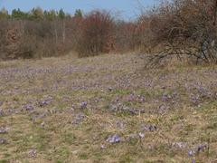 Pulsatilla grandis in Kamenný vrch nature reserve