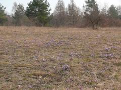 Pulsatilla grandis flowers in Kamenný vrch nature reserve