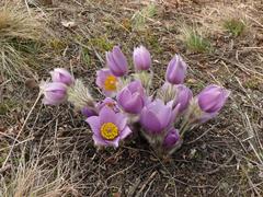 Pulsatilla grandis in Kamenný vrch nature reserve